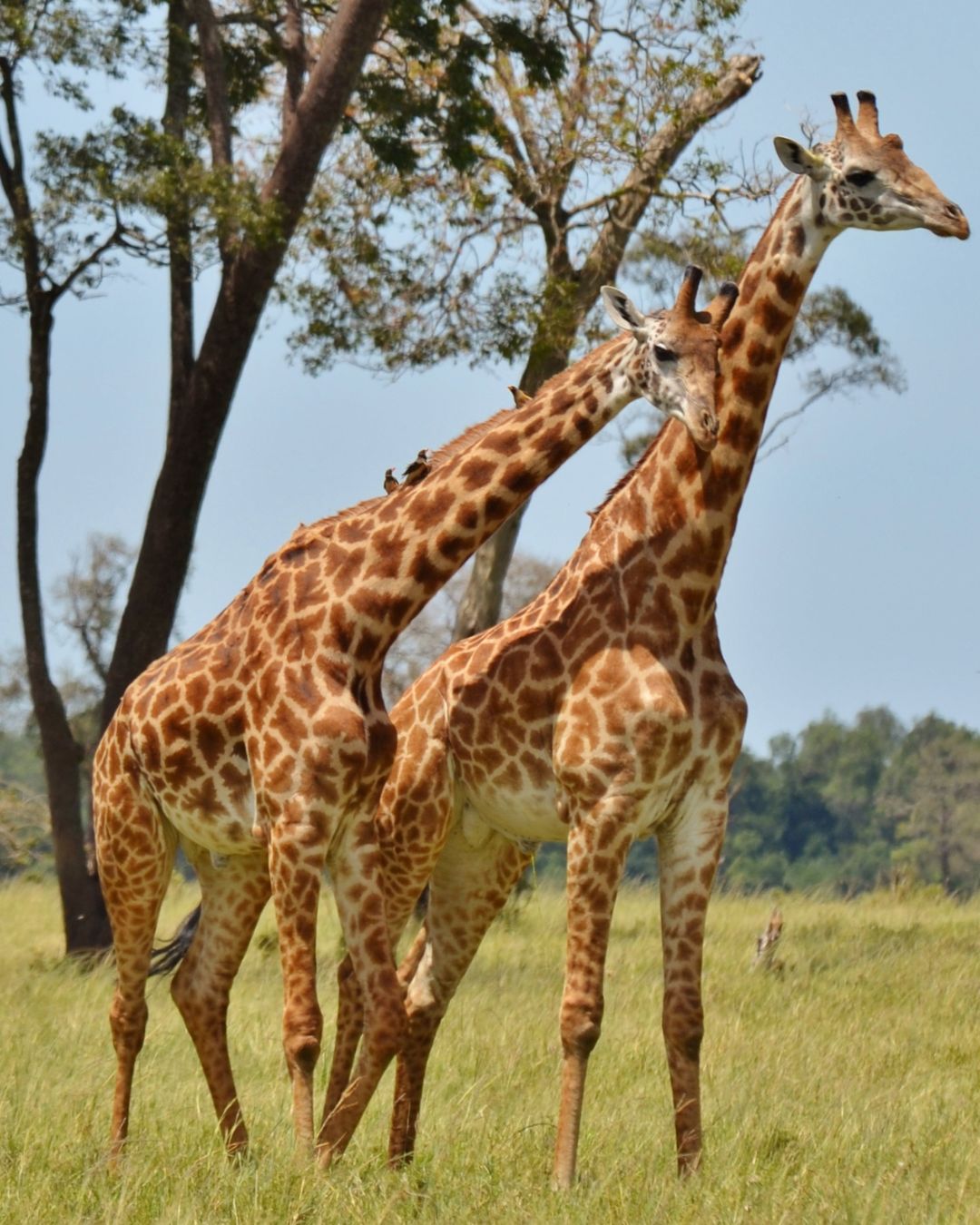 Africa continente website cat