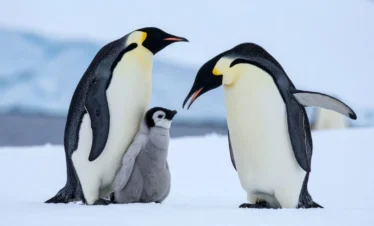 Antarctic Explorer 10 Nights / 11 Days